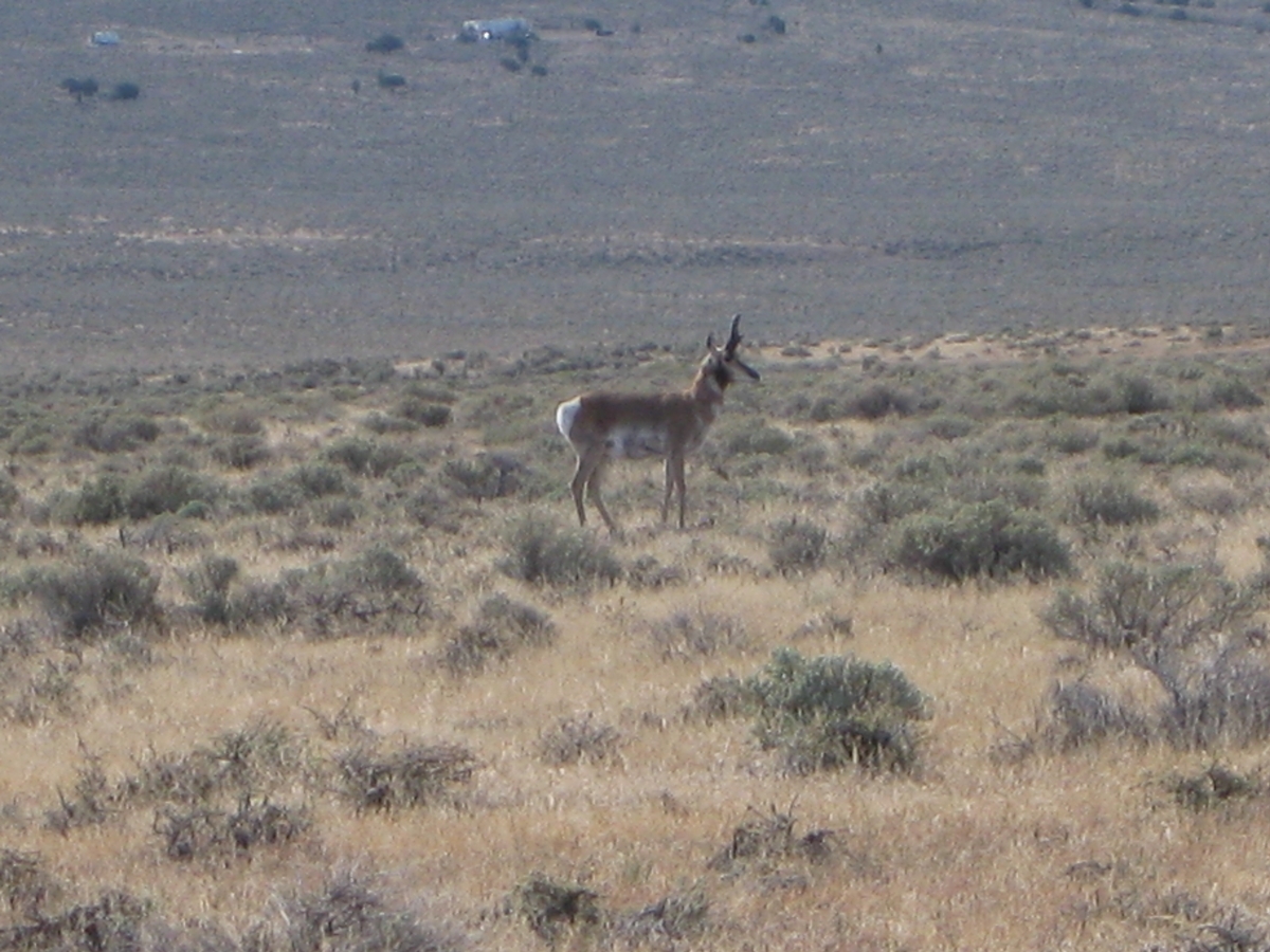 Nevada Pronghorn Antelope Hunt